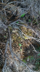 Ranunculus bupleuroides