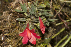 Dendrobium cuthbertsonii