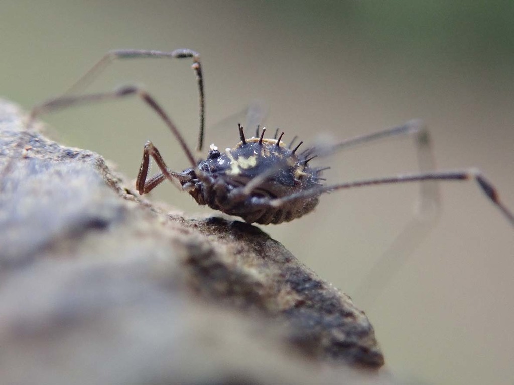Nemastomella bacillifera