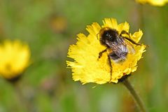 Bombus