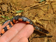 Erythrolamprus breviceps