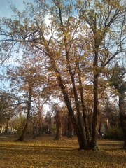 Platanus × hispanica