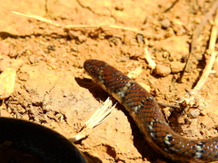 Erythrolamprus breviceps