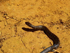 Erythrolamprus breviceps