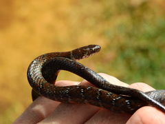 Erythrolamprus breviceps