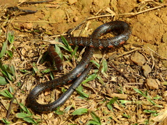 Erythrolamprus breviceps