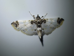 Analyta apicalis