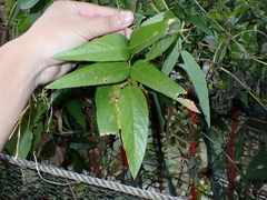 Uraria crinita