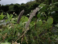 Uraria crinita