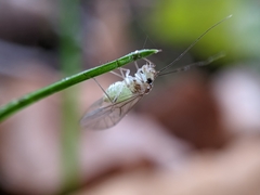 Stenopsocus immaculatus