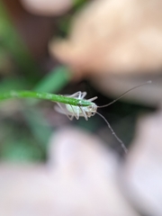 Stenopsocus immaculatus