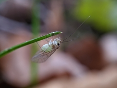 Stenopsocus immaculatus