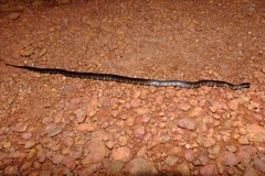 Erythrolamprus breviceps