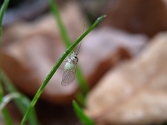 Stenopsocus immaculatus