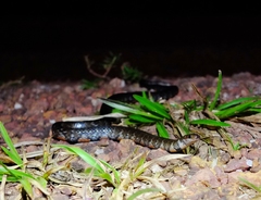 Erythrolamprus breviceps