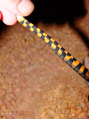 Erythrolamprus breviceps