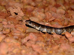 Erythrolamprus breviceps