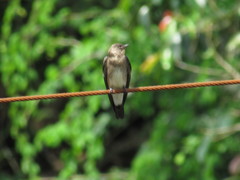 Stelgidopteryx ruficollis