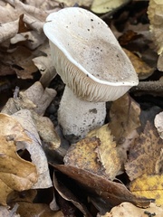 Clitocybe nebularis