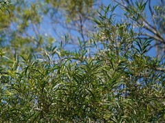 Acacia confusa