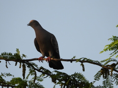 Patagioenas maculosa