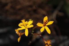 Epidendrum xanthinum