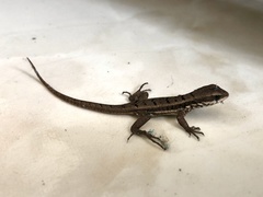 Leiocephalus personatus