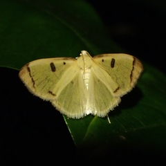 Uncobotyodes patulalis