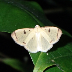 Uncobotyodes patulalis