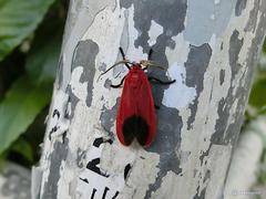 Phauda flammans