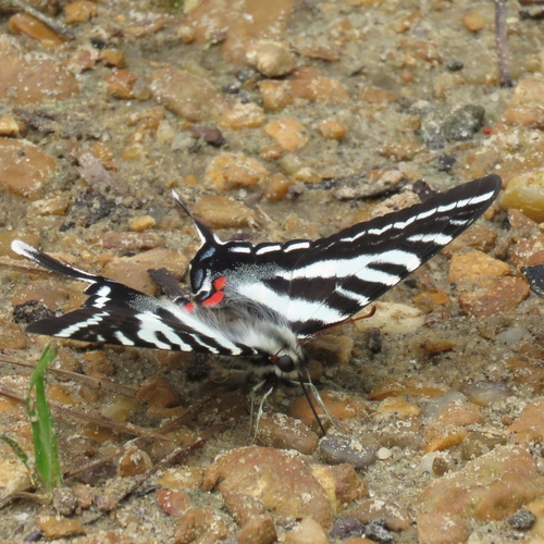 Zebra Swallowtail