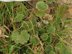 Alchemilla orbiculata