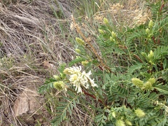 Astragalus bisulcatus