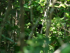 Amblycercus holosericeus