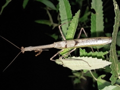 Pseudovates iheringi