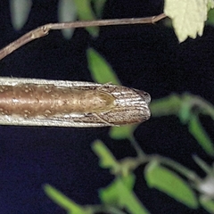 Pseudovates iheringi