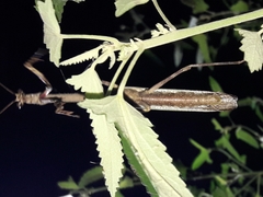 Pseudovates iheringi