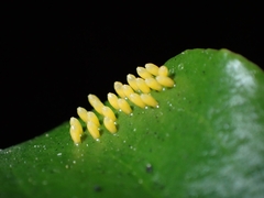 Delias pasithoe