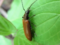 Sparedrus testaceus