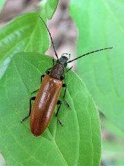 Sparedrus testaceus