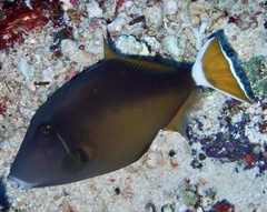 Sufflamen albicaudatum