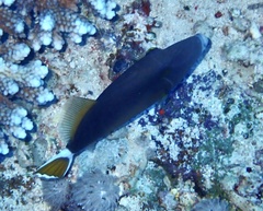 Sufflamen albicaudatum