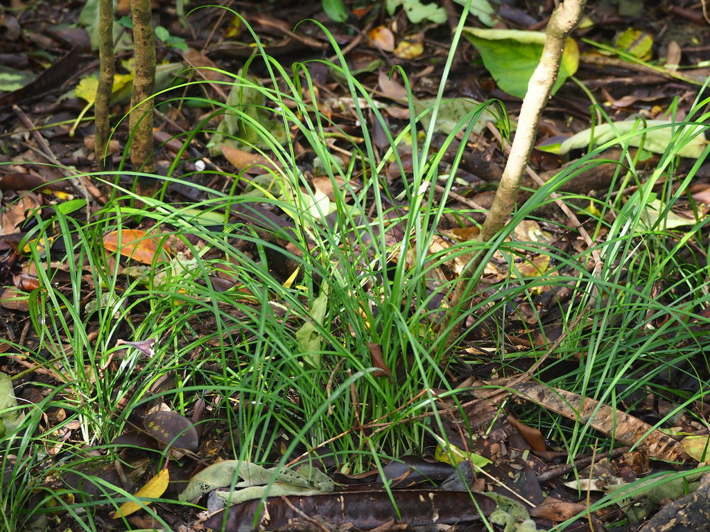 Cỏ lá tre Nhật đốm – Ophiopogon intermedius