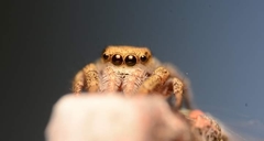 Pelegrina pervaga