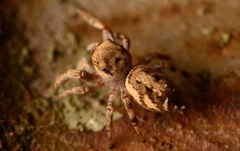 Pelegrina pervaga