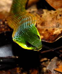 Erythrolamprus typhlus