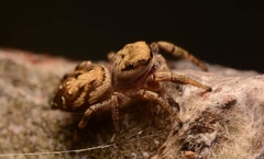 Pelegrina pervaga