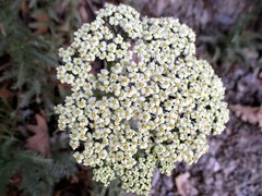 Achillea crithmifolia