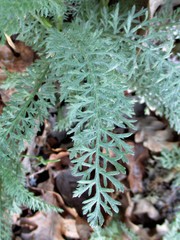 Achillea crithmifolia
