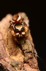 Pelegrina pervaga
